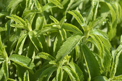pianta-di-stevia-58577456